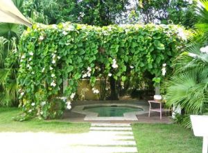 Garden - Oscar de la Renta - Dominican Republic.jpg